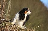 CAVALIER KING CHARLES 419